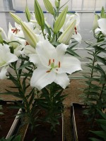 [4291 Mandaro VWS No101.JPG]